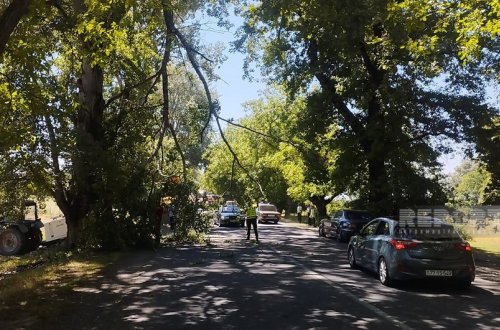 Oğuzda irigövdəli ağacın budağı qırılaraq avtomobil yolunu bağlayıb