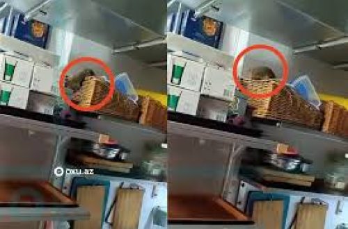 Bakıdakı restoranda İYRƏNC MƏNZƏRƏ: Mətbəxində siçovul gəzir