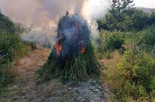 Naxçıvanda 40 tona yaxın yabanı halda bitmiş çətənə bitkisi məhv edilib