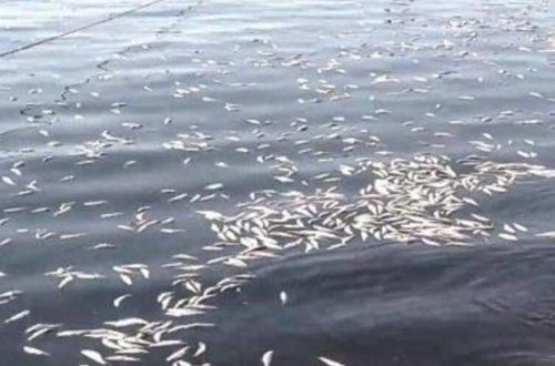 Hövsan və Türkan sahillərində balıqların tələf olma səbəbi açıqlanıb