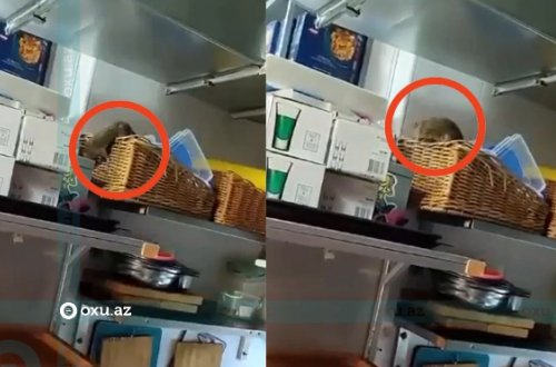 Bakıda mətbəxində siçovul gəzən restoranın fəaliyyəti dayandırıldı