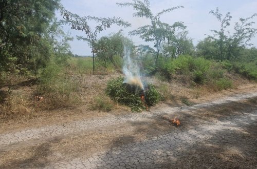 Şirvanda yabanı halda bitmiş çətənə kolları məhv edilib