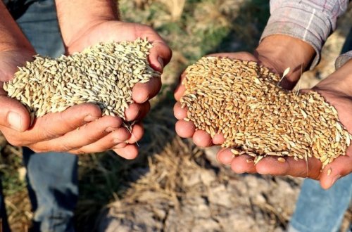 Cəlilabadda arpa və vələmir yığımı yekunlaşıb