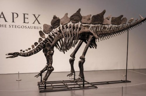 ABŞ-da dinozavr skeleti rekord qiymətə satıldı: 44,6 MİLYON DOLLAR