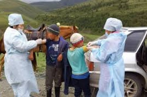 Monqolustanda taundan ölüm hallarının çoxalmasının səbəbi məlum olub