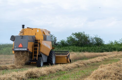 Taxıl sahələrinin 90 faizində biçin yekunlaşıb