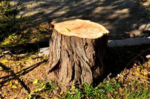 Yasamalda ağaclar kəsildi - İş hüquq-mühafizə orqanlarına göndərilir