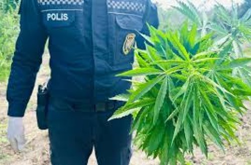 Qəbələdə çətənə kolu yetişdirən şəxs tutuldu