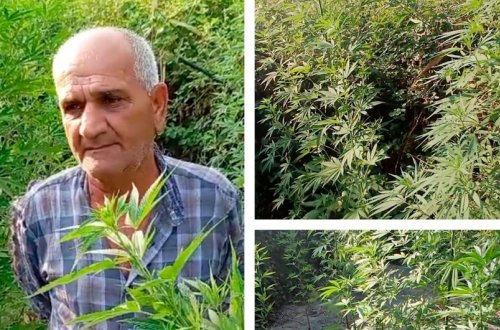 Ucarda meşəlik ərazidə çətənə kolları yetişdirən şəxs saxlanılıb