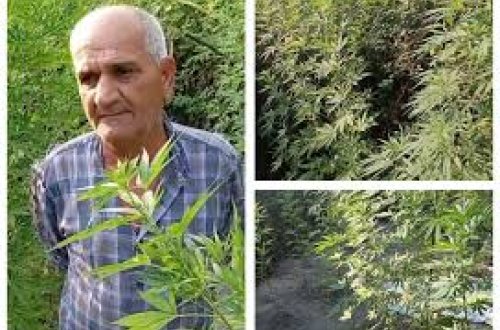 Meşədə çətənə yetişdirən şəxs saxlanılıb