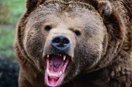 Rusiya bölgəsində ayı balıqçını parçalayıb