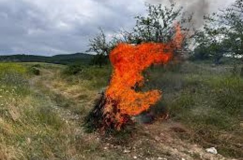 Xaçmazda bir tondan artıq çətənə kolu məhv edilib