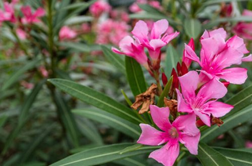 Paytaxtı bəzəyən bu gül zəhərlidir? (VİDEO)