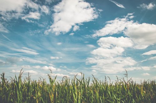 Sabah Bakıda 36, bölgələrdə 38 dərəcə isti olacaq