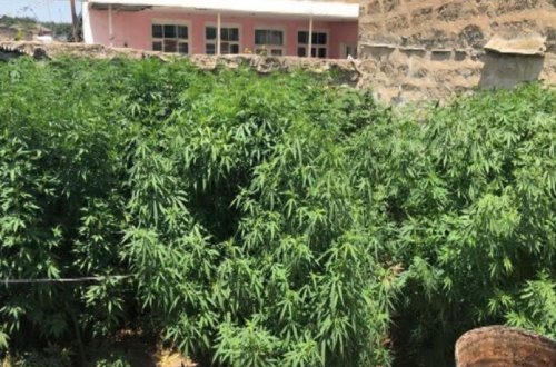 Siyəzəndə 41 ədəd çətənə kolu aşkarlanıb - FOTO - VİDEO