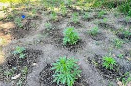 Şəkidə çətənə əkən qohumlar saxlanılıb