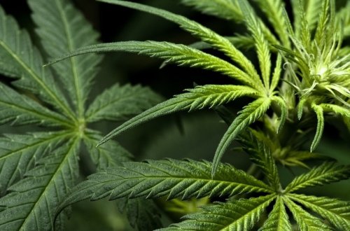 Ağdamda 1 tondan artıq yabanı çətənə bitkisi yandırılıb