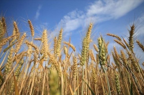 Rusiya bu il 60 milyon ton taxıl ixrac etməyi planlaşdırır