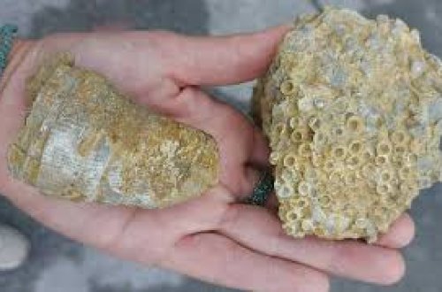 Rusiyada 350 milyon il əvvəl mövcud olmuş isti dənizin izləri aşkarlanıb