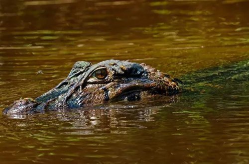 İndoneziyada bir qadın timsah tərəfindən parçalanaraq öldürülüb