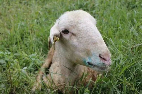 Heyvanlarda ölümcül “mavi dil xəstəliyi” başlayıb