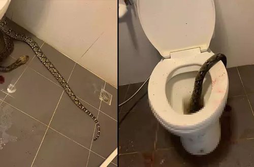 Tailandda bir şəxs evinin tualetindən  3,5 metrlik piton çıxıb