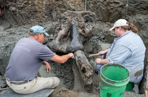ABŞ-də 13 min illik qeyri-adi məxluq taplıb- FOTOLAR