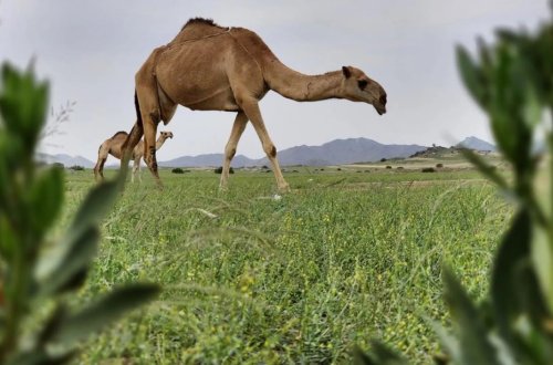 Səudiyyə Ərəbistanında 43 dəvəyə estetik əməliyyat edildiyi ortaya çıxdı