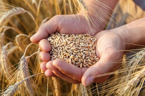 Rusiya buğdanın ixrac rüsumunu artıracaq