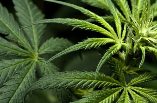 Siyəzəndə əməliyyat yolu ilə çətənə kolları aşkarlanıb