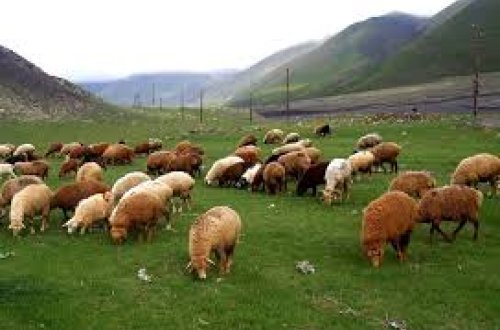 Restorandan xırdabuynuzlu heyvanlar oğurlayanlar saxlanıldılar