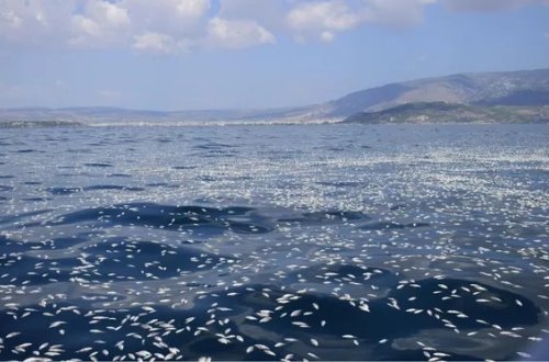 Yunanıstanda milyonlarla balıq öldü