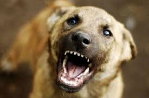 Mingəçevirdə qadını küçədə it dişlədi: Vaksindən imtina etdi