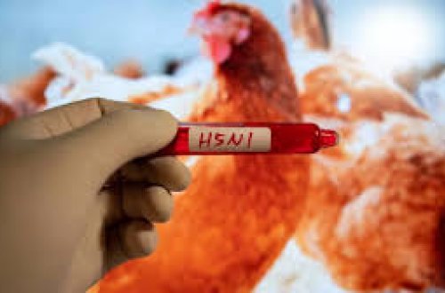 ABŞ-də heyvanlarla təmasda olmayan şəxs quş qripinə yoluxdu