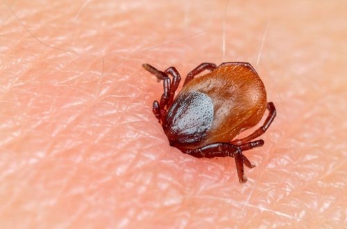 Çində növbəti öldürücü virus: Gənə ilə ötürülərək beyinə təsir edir