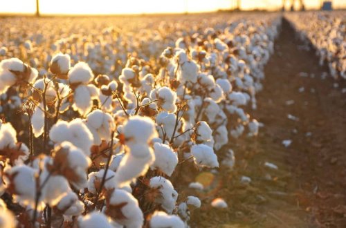Salyanın pambıq tarlalarında məhsulun 95 faizi maşınlarla yığılacaq