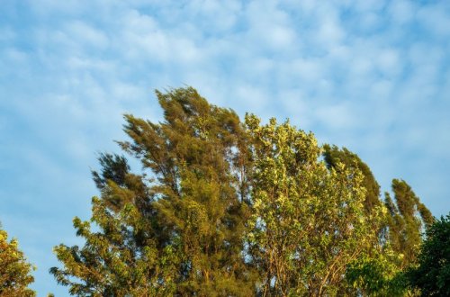 Küləkli hava sentyabrın 14-ü gündüzədək davam edəcək - XƏBƏRDARLIQ