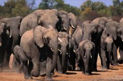 Zimbabvedə 200 fil öldürüləcək