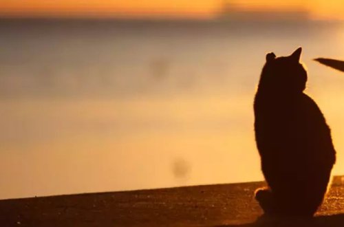 Dünyanın ən yaşlı pişiyi 33 yaşında dünyasını dəyişib