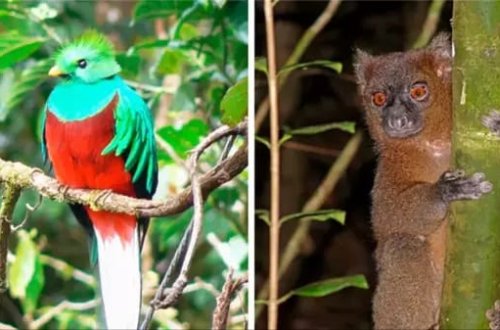 Bəşəriyyət üçün böyük risk: 3 mindən çox növ nəsli kəsilə bilər