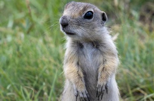 Qatarda iki dələ sərnişinlərə hücum etdi, səfər ləğv edildi