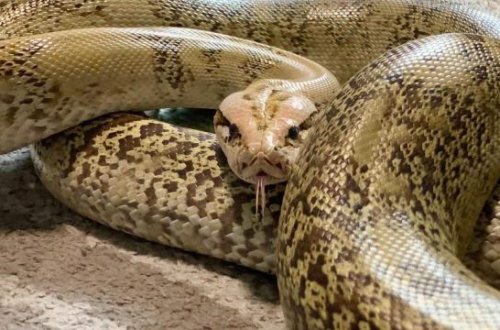 Taylandda 4 metrlik pitonun sardığı qadın 2 saat xilas olmaq üçün gözləyib