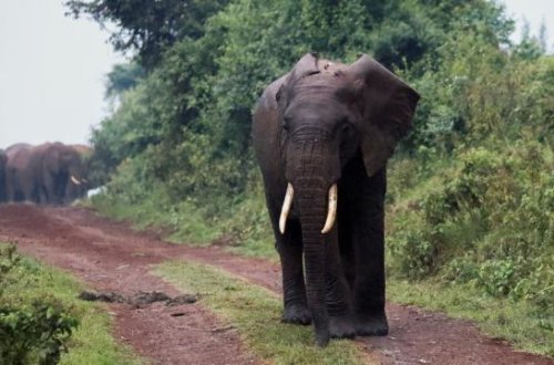 Zimbabve quraqlığa görə 200-ə yaxın fili kəsəcək və ətlərini xalqa paylayacaq