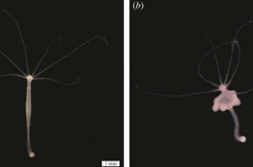 Ölümsüz hesab edilən bu canlı xərçəng riski yaradır