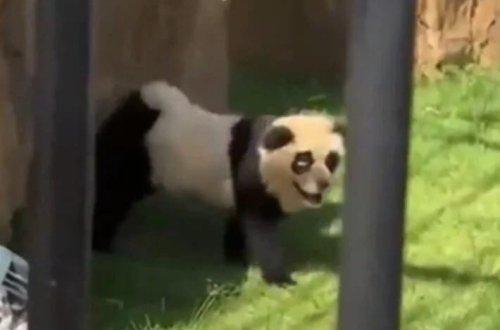 Çində panda qalmaqalı: Boyanmış it olduğunu etiraf etdilər!