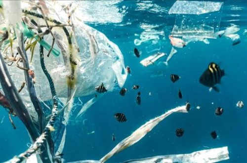 Alimlər xəbərdarlıq etdilər: Okeanlarda həyat sona yaxınlaşır