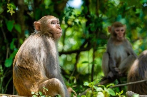 Hindistanda ağlasığmaz hadisə: Meymunlar 6 yaşlı uşağın cinsi istismarının qarşısını alıblar