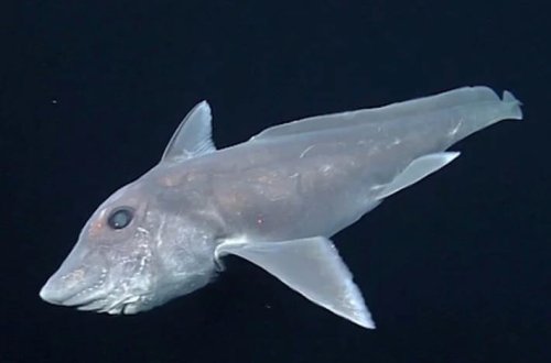 Nadir görünən “kabus köpəkbalığı”nın yeni növü kəşf edilib