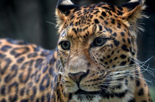 Hindistanda bəbirin hücumuna məruz qalan uşaq öldü