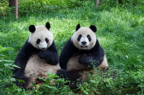 İqtisadiyyat pandaları vurdu! Xərcləri qarşılana bilmədiyi üçün Çinə geri göndəriləcəklər